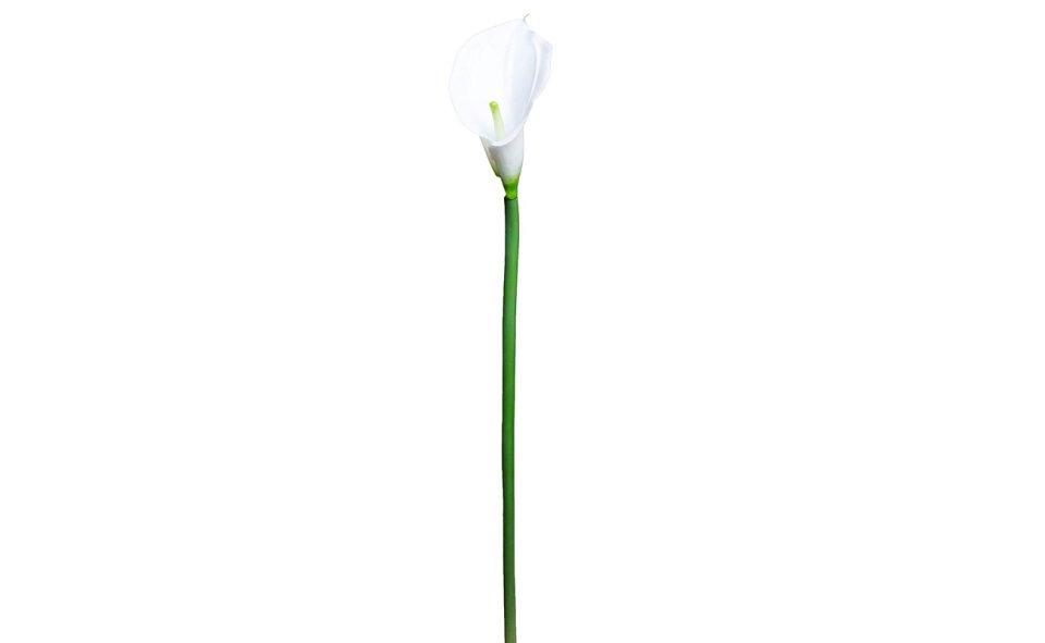 Калла белая 70 см (8J-1112S0005)