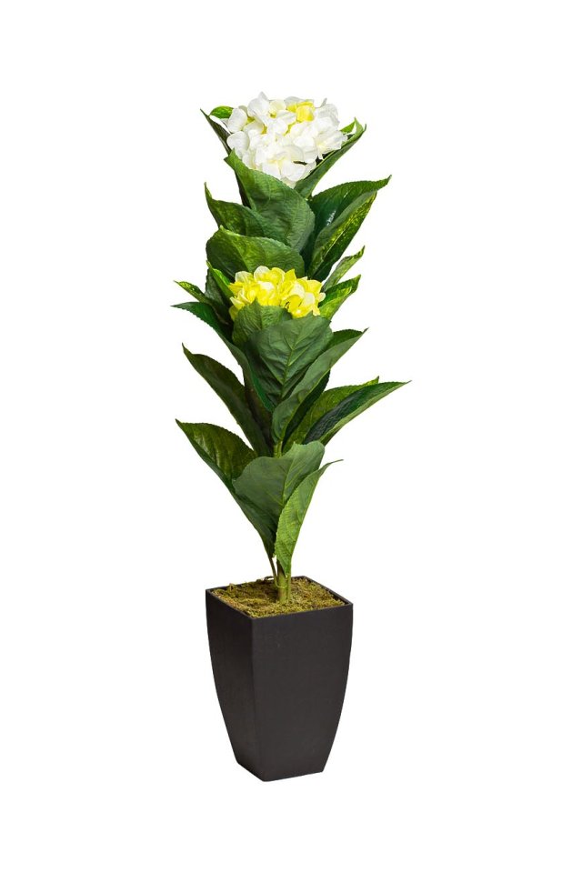 Гортензия белая в горшке 88см (29BJ-919-28)